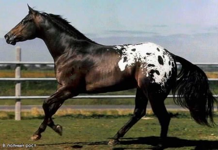 Чепрачная масть, или так называемый «чепрак», является одним из самых редких видов лошадей. Выглядит она так: на задней части спины лошади присутствует белое пятно («чепрак»), по которому разбросаны мелкие цветные пятнышки.