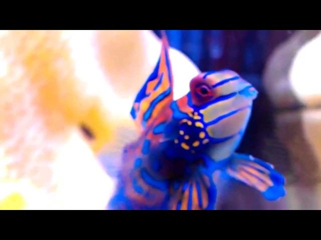 Самая разноцветная рыба в мире