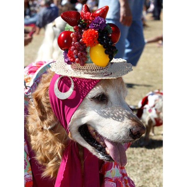 13 ноября 2010 года во Флориде был зафиксирован мировой рекорд по нахождению наибольшего количества собак, а именно 426 собак, в маскарадных костюмах в одном месте. Произошло это во время фестиваля «Догтоберфест».