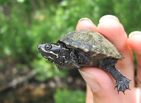Самой маленькой черепахой в мире является мускусная черепаха (Sternotherus odoratus). Обитают они на востоке и юго-востоке США, а так же и на юго-востоке Канады. Этот вид черепах достигает размеров до 10см и веса до 250г. Предпочитают пресные водоёмы с илистым дном. Черепаха ведёт в основном водный образ жизни, и даже обрасти водорослями. Ведут они ночной образ жизни, наблюдается повышенная активность в сумерках и ночи.