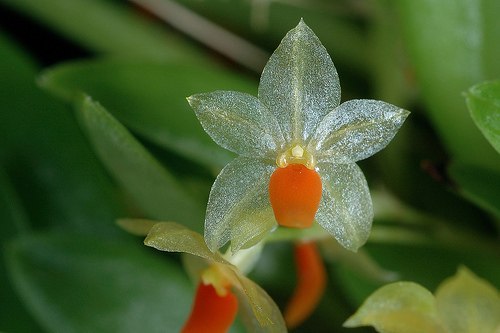 Самый маленький цветок в мире имеет лепестки диаметром 2,1 мм, эти лепестки очень тоненькие и через них можно смотреть. Этот цветок называется орхидея, который относиться к роду Platystele. Этот вид орхидеи был открыт американским учёным Лу Джостом в Эквадоре.