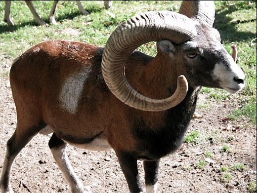 Домашний баран с самыми длинными в мире рогами живет в Португалии в местечке Замбужейру к северу от Лиссабона. Их длина составляет 1,2 м, и именно она стала причиной, по которой это уникальное животное было занесено на днях в Книгу рекордов Гиннесса. 