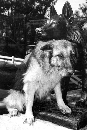 В 1987 году немецкая овчарка по кличке Габи победила в схватке ягуара, сбежавшего из клетки в зоопарке Белграда. Охранник с двумя собаками совершал ночной обход и в темноте не заметил, что вольер пуст. Ягуар к тому времени незамеченным дошел уже почти до административных зданий. Однако Габи учуяла кошку и бросилась на неё, притом что вторая собака трусливо сбежала. Это дало возможность охраннику вызвать по телефону полицию, которая не сумела поймать ягуара и вынуждена была его застрелить, чтобы уберечь людей. Габи в схватке получила многочисленные травмы, но была успешно прооперирована и спустя месяц вернулась к работе в зоопарке.