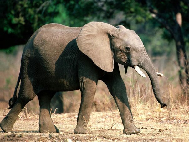 Разрушаем миф: "Слон — единственное млекопитающее, которое не умеет прыгать"