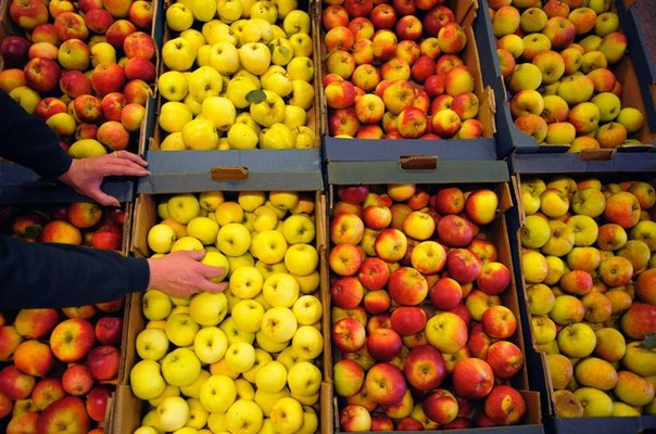 Время собирать урожай: фермер Анджела Элисон укладывает яблоки, ферма в Вайлберфосс, Англия. 