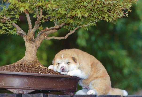 Щенок акита-ину уснул под деревом бонсаи
