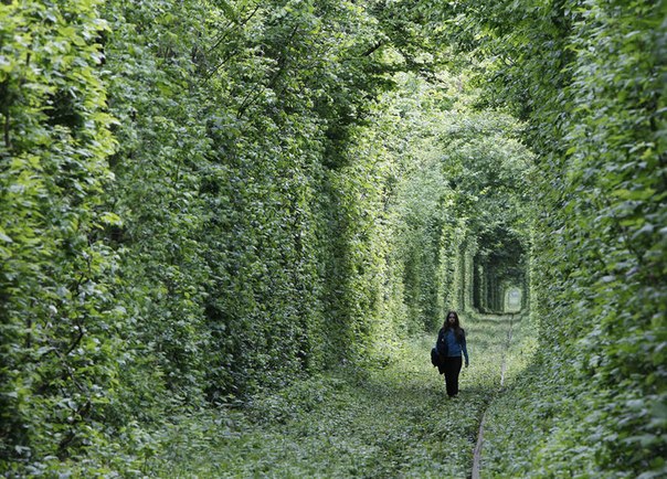 Эти железнодорожные пути из маленького городка Клевань на Украине имеют романтическое название « Тоннель любви»