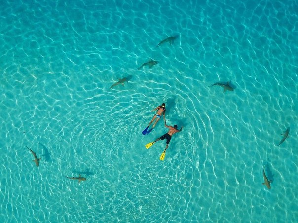 Ныряльщики и акулы, Французская Полинезия