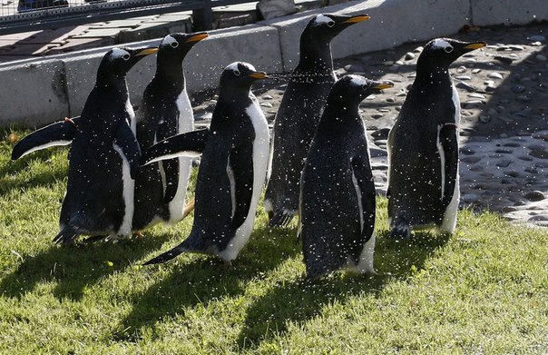 Папуанские пингвины наслаждаются прогулкой и душем в зоопарке «Роев ручей», Красноярск, Россия. 