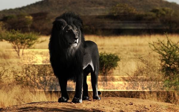Редкий черный лев.