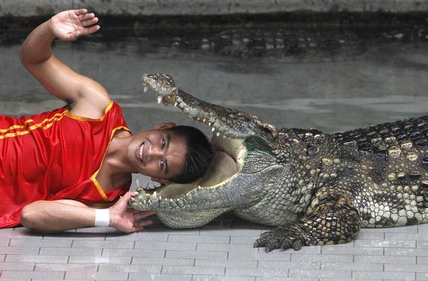 Артист в зоопарке Тирапон Манолаи без страха кладет голову в пасть крокодила во время своего выступления для туристов в зоопарке примерно в 120 км к востоку от Бангкока. 28-летний Кантида Джантанкт и Терапон, которые вот уже 10 лет работают «крокодильими артистами», зарабатывают 30 000 бат (1000 долларов) в месяц, выступая перед 2000 туристов три раза в день.
