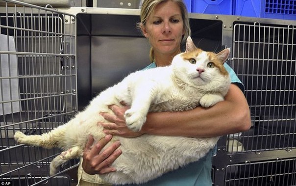 СМИ в США облетела трагическая новость – в городе Санта-Фе в приюте для животных скончался один из самых толстых котов в мире. Животное по кличке Мяу весило практически 18-киллограмов и благодаря своему весу прославилось на весь мир. 