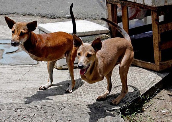 Этих «собакенгуру», которые живут на Филиппинах, зовут Кьют и Бамби. На самом деле эти две собаки просто родились без передних лап.
