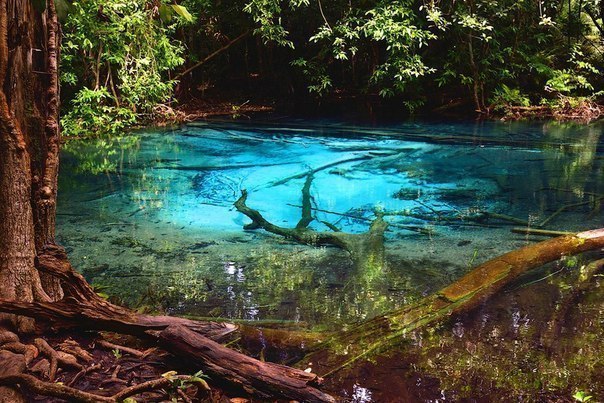 Изумрудный пруд в Таиланде. Микроорганизмы и водоросли придают воде ярко-голубой и изумрудный цвет.