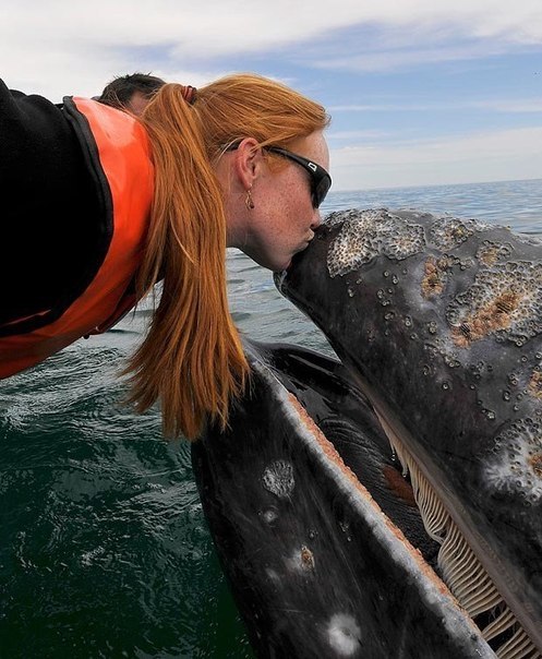 У берегов Мексики есть такое развлечение для туристов, как встреча с китами. Что заставляет китов не покидать определенное место в океане и быть такими дружелюбными – неясно.