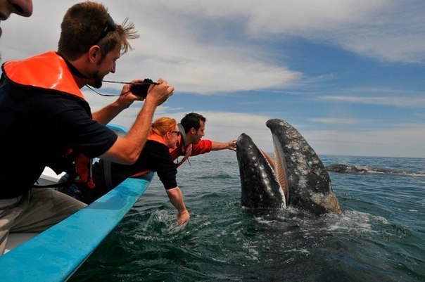 У берегов Мексики есть такое развлечение для туристов, как встреча с китами. Что заставляет китов не покидать определенное место в океане и быть такими дружелюбными – неясно.