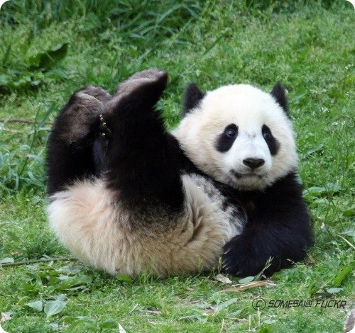 панды - самые привлекательные из редких животных. По крайне мере так считают составители Книги рекордов Гиннеса. Панде тем временем до этого нет никакого дела, она молчит и упорно ест бамбук. Большие панды или, как их часто называют, бамбуковые медведи являются самыми редкими представителями медвежьего семейства. Кстати, латинское название панд означает "черно-белый, с кошачьими лапами". Эти животные достигают в длину 1,5 метра от носа до кончика хвоста и весят от 100 до 150 килограмм.
