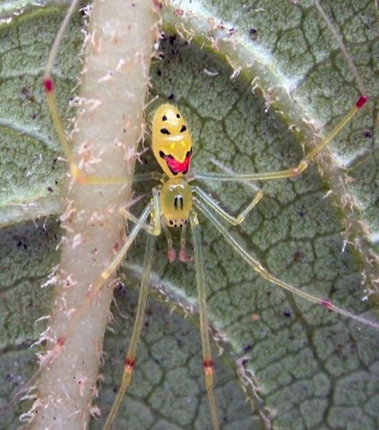 Улыбающийся паук:)