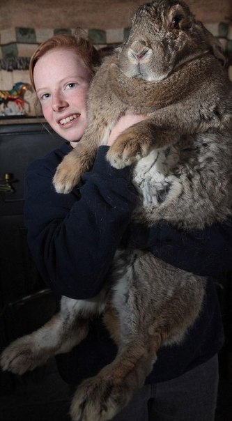 Кролик Ральф весит более 20 кг - больше, чем трехлетний ребенок.