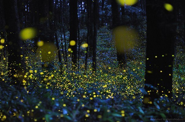 Рекордное количество Светлячков в ночном лесу.