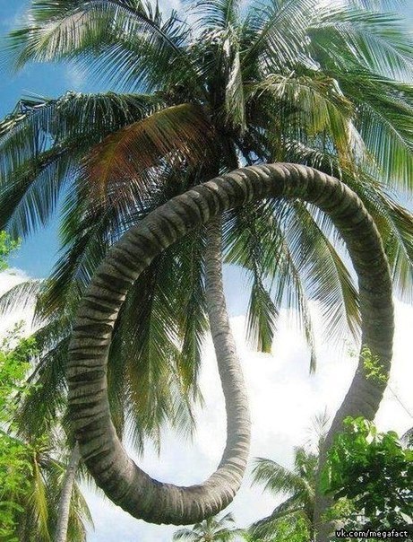 Самая длинная пальма