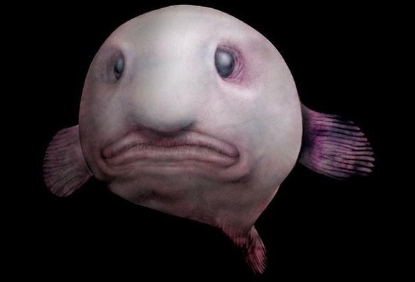 Рыба-капля: Самая печальная рыба на Земле.