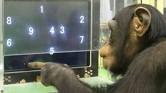 Самый умный на свете шимпанзе запоминает числа быстрее любого человека