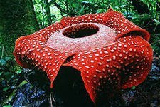 Один из самых больших цветков мира является Раффлезия Арнольди. Раффлезии примечательны своими огромными необычными цветками, некоторые из которых достигают диаметра более одного метра и массы более десяти килограммов.