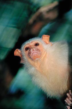 Мармозетка - самая маленькая в мире обезьянка!