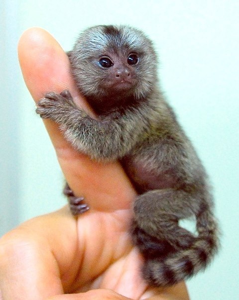 Мармозетка - самая маленькая в мире обезьянка!