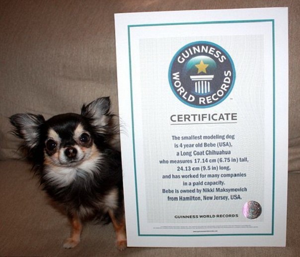 Самой маленькой собакой в мире Книга рекордов Гиннеса названа чихуахуа.
