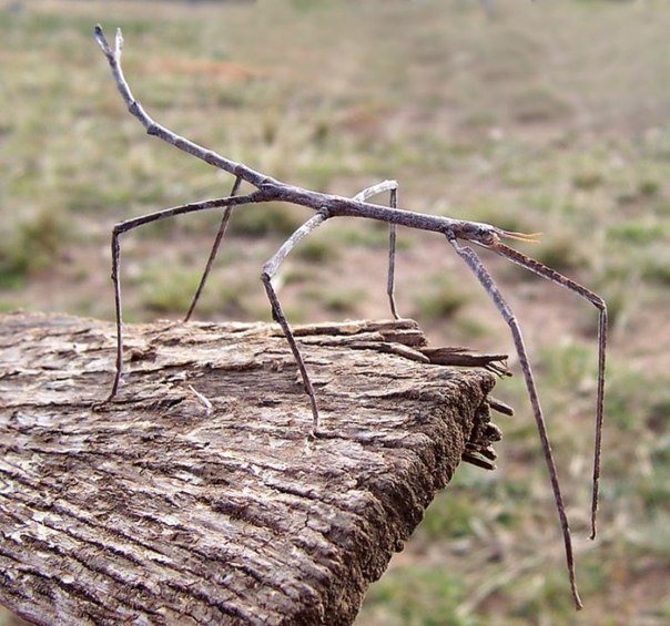 Палочник Phobaeticus chani. Насекомое притворяется веточкой, самое длинное насекомое планеты земля (36 см)