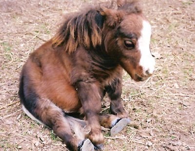 Самая маленькая лошадь в мире живет на ферме в Сент-Луисе (США, штат Миссури). Лошадка по кличке Тамбелина является именно лошадью, а не пони, но по размерам она еще меньше пони. Ее рост в холке – всего 44,5 см, то есть меньше роста среднестатистической лошади в три раза. Вес Тамбелины составляет всего 26 килограмм. Этот рекорд занесен в Книгу рекордов Гиннеса в 2006 году и до сих пор ни одна лошадка не смогла его побить