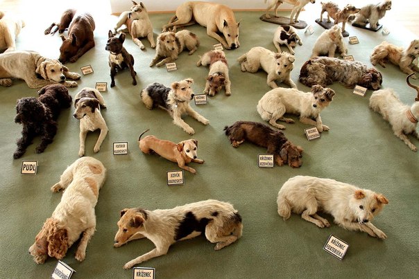 Самая большая в мире коллекция чучел собак. Ее владелец - барон Джордж Хаас, который покончил с собой в 1945 году перед депортацией в Австрию. У барона были тысячи животных и около 200 собак, 51 из которых он превратил в чучела после их смерти.