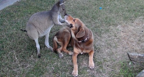 Самка кенгуру влюбилась в собаку