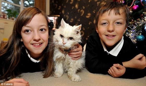 Самая старая кошка в мире по кличке Блэки живет в Тернби, Лестершир, в Великобритании. 