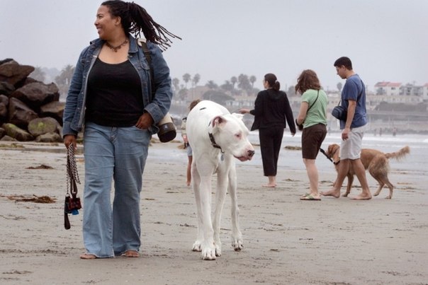 На этом снимке, сделанном 21 августа 2009 года, Диана Тэйлор гуляет со своим немецким догом Титаном по Оушен Бич в Сан-Диего. 12 ноября 2009 года Книга рекордов Гиннеса официально признала 4-летнего Титана самой большой собакой в мире. Его владелица Диана Тэйлор говорит, что дог слепой, глухой, эпилептик и каждые три недели проходит сеанс акупунктуры и хиропрактики. Рост Титана 107 см от пола до холки, вес – 86 кг.