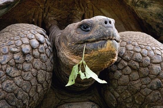 Самая старая рептилия в мире — галапагосская гигантская черепаха , способная прожить около 175 лет , но это далеко не рекорд , ведь среди самых старых животных в мире есть еще океанический венус — моллюск , доживший до 406 лет.