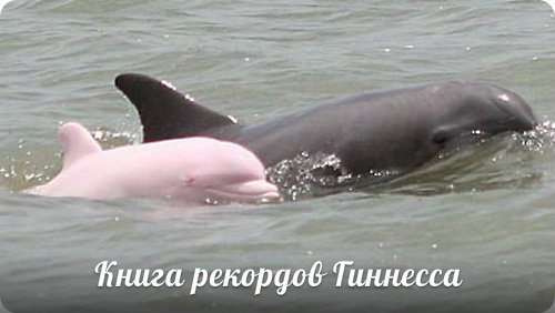 На Юго-западе США был сфотографирован розовый дельфин. Зрелище это невероятно редкое и до конца неизученное.