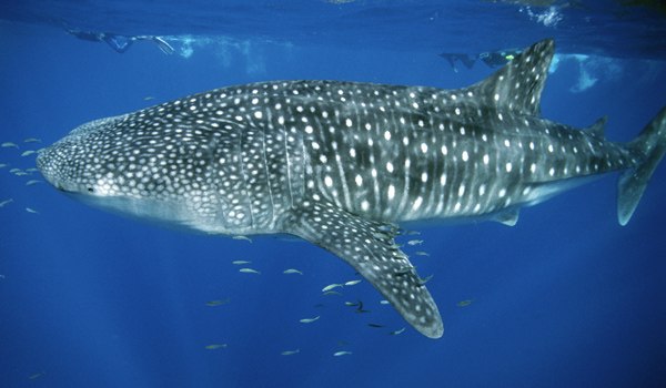 Кого же считают самой крупной рыбой на свете? Представляем вам китовую акулу — впервые она была описана в далеком 1828 году. Этот вид является самым большим в мире — средняя длина громилы составляет 10 метров, даже немного больше, однако в природе встречаются экземпляры длиной 20 метров!