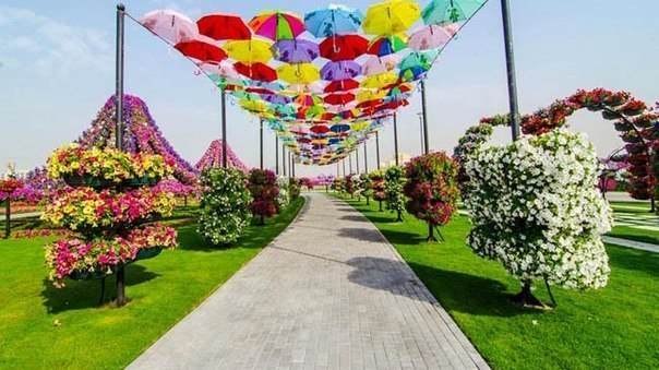 Самый большой в мире парк цветов - Dubai Miracle Garden - был открыт в Дубае 14 февраля 2013 года. Общая площадь парка более 72 000 кв. м. с пешеходными дорожками протяженностью 4 километра.