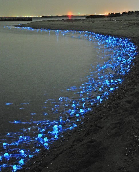 Тысячи светящихся медуз на Тояма Бэй, Япония 