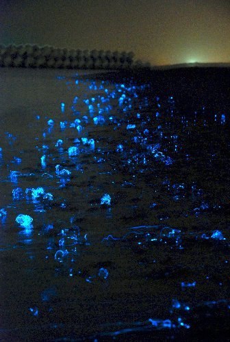 Тысячи светящихся медуз на Тояма Бэй, Япония 