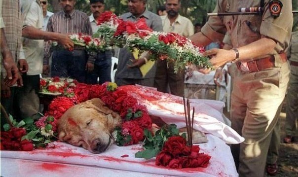 В Индии пес Zanjeer был похоронен со всеми почестями. Он спас тысячи жизней во время терактов в Мумбаи в 1993г, обнаружив 3329кг. гексогена и других взрывчатых веществ.