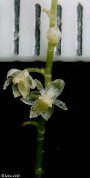 Найдена самая маленькая орхидея в мире 