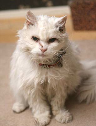 Квентин Шоу, который проживает в Великобритании в графстве Ластершир, утверждает, что его кошке по кличке Блэки в январе исполнилось 24 года. Самому Квентину 49 лет, а если перевести кошкины года в «человеческие», то получается, что возраст его питомца составляет 120 человеческих лет!Сейчас эта кошка является самой старой из всех, живущих на Земле. Но есть и официально зарегистрированный рекордсмен – это кот, который жил в Техасе ещё в прошлом веке. Этот кот скончался, будучи в возрасте 38 лет и 3 дня.