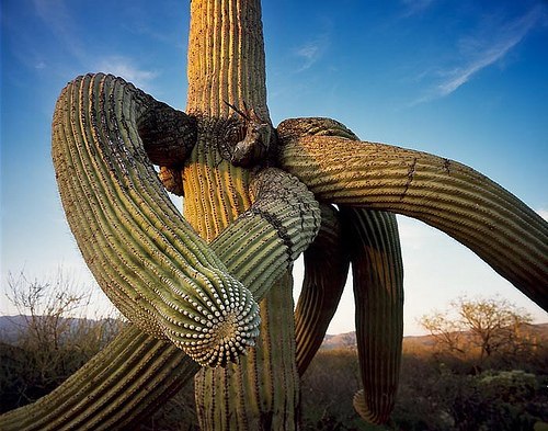 Самый большой кактус в мире – цереус гигантский (Cereus giganteus). Его высота, зафиксированная в Книге рекордов Гиннеса – 25 м. Второе название кактуса – калифорнийский исполин. Он растет на юго-востоке Калифорнии, в Аризоне и в Мексике. Цветок цереуса гигантского является символом штата Аризона. Сам кактус напоминает огромный канделябр, но такую форму он приобретает не сразу. Боковые ветви появляются примерно к 70-летию кактуса.