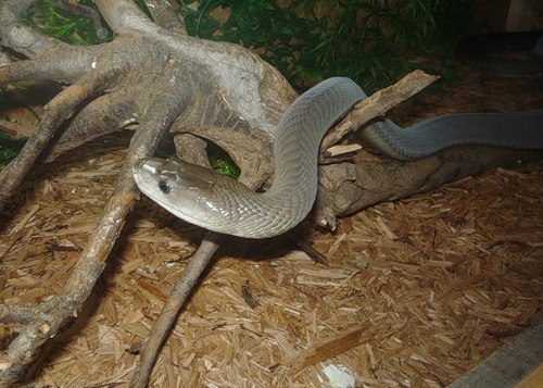 Чёрная ма́мба (лат. Dendroaspis polylepis) — ядовитая змея, одна из самых опасных, быстрых, бесстрашных и ядовитых в Африке.