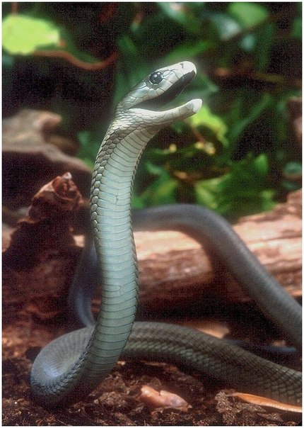 Чёрная ма́мба (лат. Dendroaspis polylepis) — ядовитая змея, одна из самых опасных, быстрых, бесстрашных и ядовитых в Африке.
