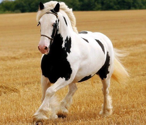Шайр - один из прекрасных видов лошадей